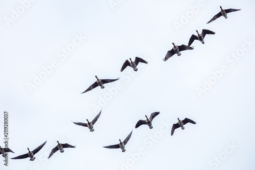 View of a flock of wild geese flying in a V-formation against a bright overcast sky above Lake Zuvintas, Panevezys, Alytus County, Lithuania.