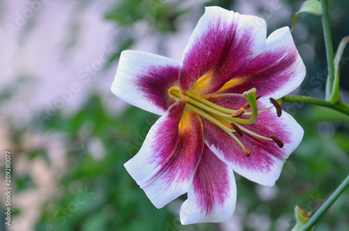 Konstfotografi Lily ' Miss Lily ' bicolour magenta-white yellow in the center blooming fragrant lily flower