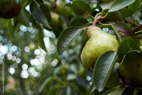 Cuadro en lienzo Close-up of fresh green pears hanging on tree branch in orchard