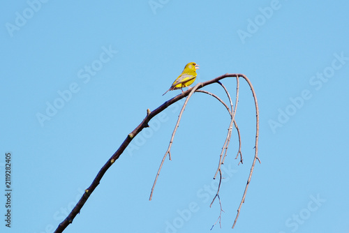 Fotografía European Greenfinch Singing from the Tip of a Bare Curved Branch against a Pure