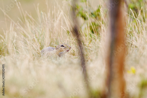 Quadro su tela European Ground Squirrel Peeking Through Tall Dry Grass in its Natural Habitat