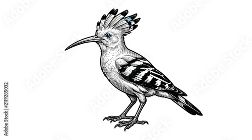 Foto Detailed engraving of a crested hoopoe bird profile.