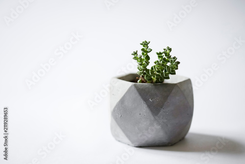 Minimal succulent plant in geometric concrete pot on white background with copy space