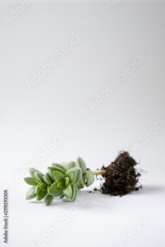 Close up succulent with roots and soil on white background
