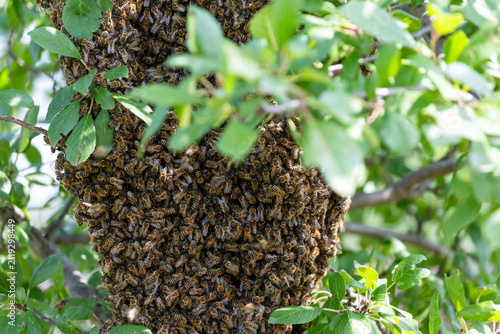 large swarm of dangerous insects bees flew around a tree in the garden