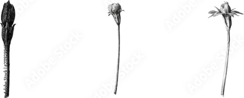 A delicate primrose bud stands alone on a slender stem in this monochrome herbarium sketch, its calyx teeth delicately outlined against a stark white background