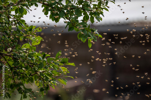 numerous swarm of dangerous insects bees flying flying to the trunk of a tree in the garden