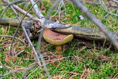 Brown bay bolete mushroom on autumn forest ground with moss needles and branch