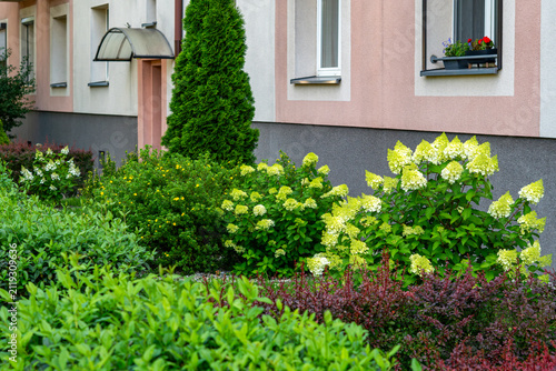 Blooming panicled hydrangeas with lime green and white flowers in a well-kept garden in front of a residential building, surrounded by thuja, barberry, and decorative shrubs, bright natural daylight.