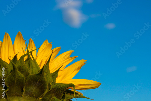 Canvastavla A bright sunflower in close up reaches towards a vibrant blue sky