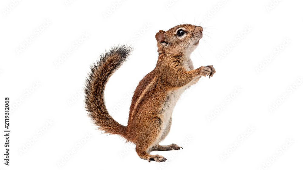 Obraz premium Cute small squirrel sitting standing on hind legs wildlife forest animal isolated on transparent background cut out