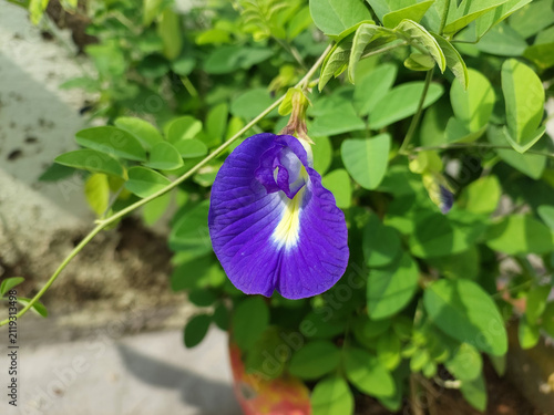 фотографія blue iris, purple butterfly pea flower blooming in garden, nature photography, f