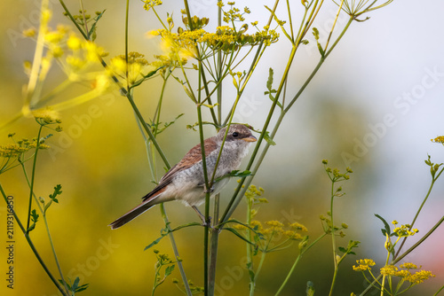 фотографія Close-up of a young red-backed shrike (Lanius collurio) perched on a green stalk with a blurred background on a sunny summer evening