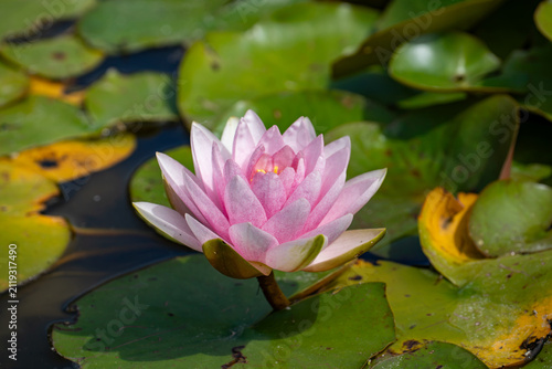 Quadro su tela Bright pink water lily glowing in sunlight on a green pond