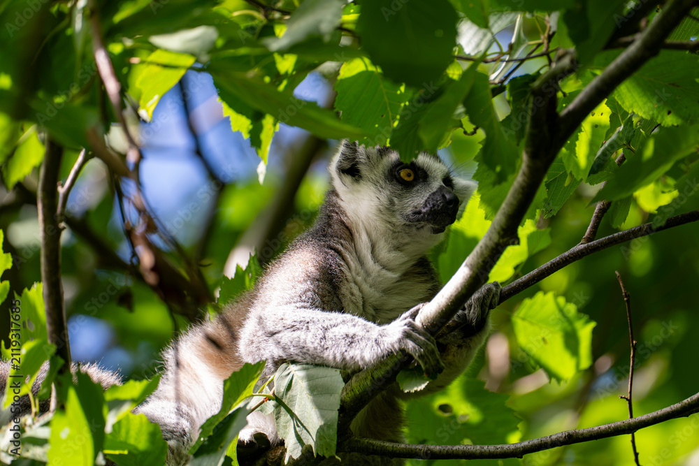 Fototapeta premium Ring-tailed lemur resting in a leafy tree under blue sky
