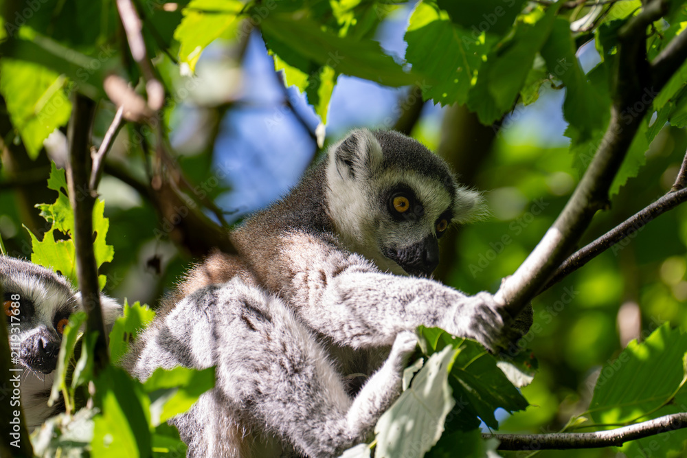 Fototapeta premium Ring-tailed lemur perched on a branch among sunlit green leaves
