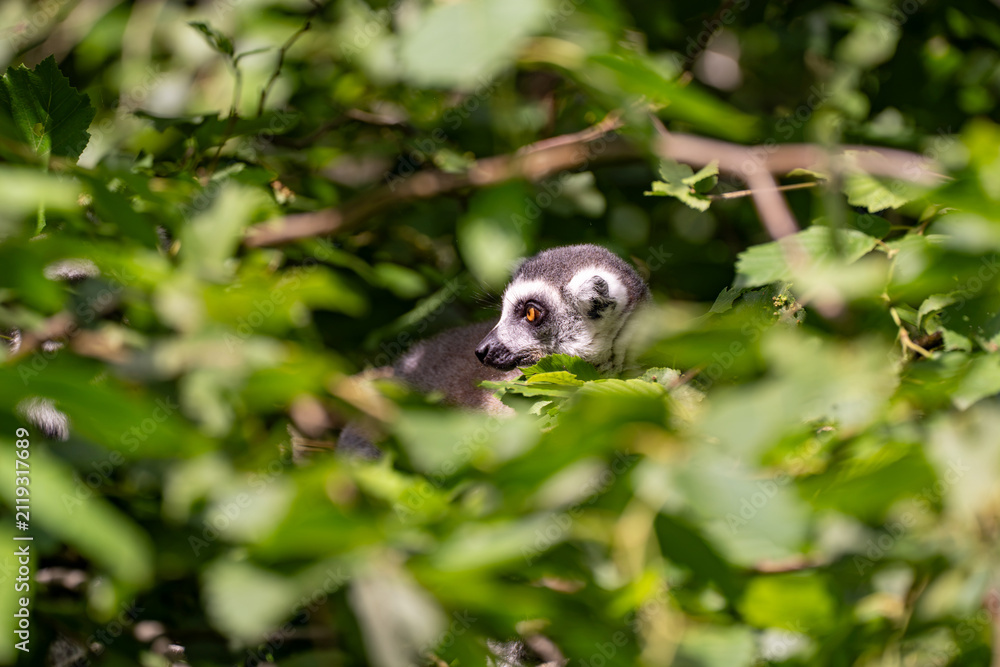 Fototapeta premium Ring-tailed lemur peeking out from dense green foliage