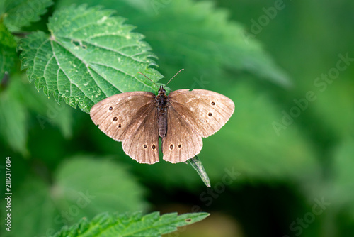 Brown ringlet butterfly with eyespots resting on a green leaf