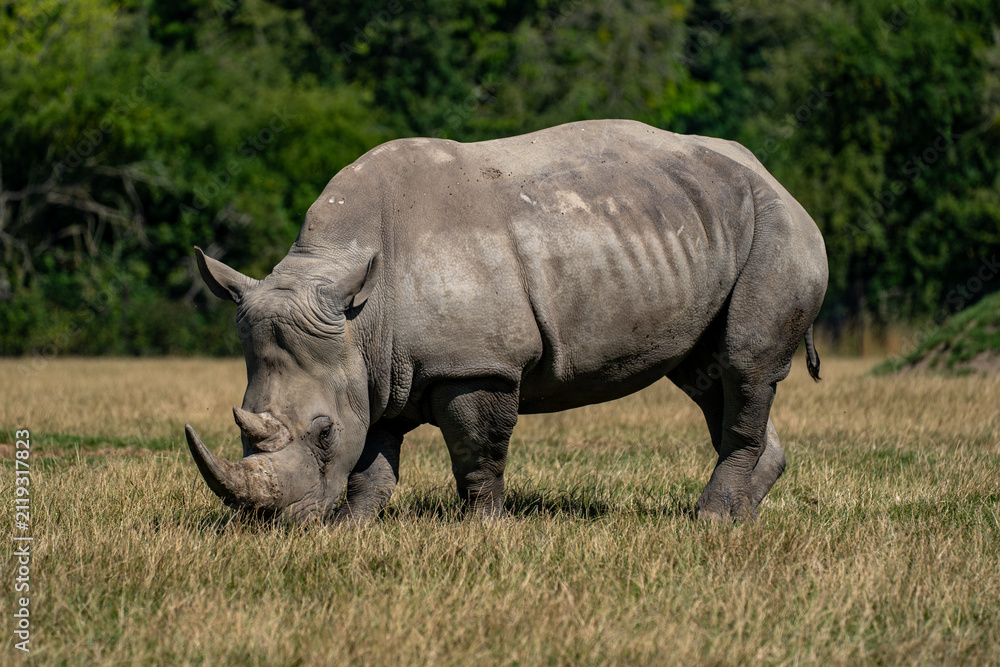 Fototapeta premium White rhinoceros grazing in profile on sunlit dry grassland