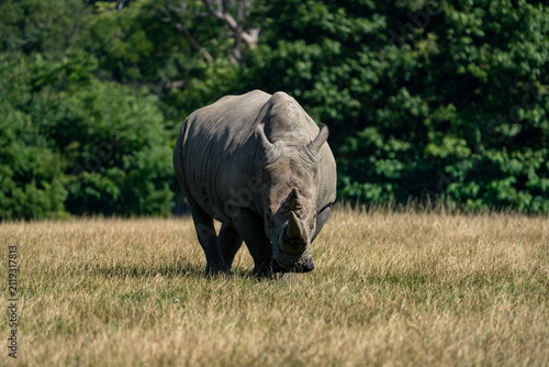 Photography White rhinoceros walking forward across dry golden grassland
