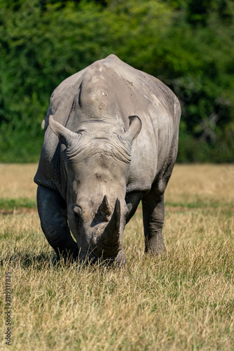 Картината върху платно White rhinoceros grazing head-on with lowered horn in dry grass