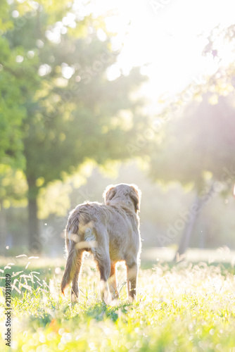 Dog walks through a sunny park with green trees in the background during late afternoon hours