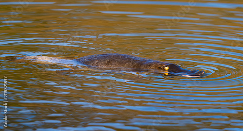 Platypus