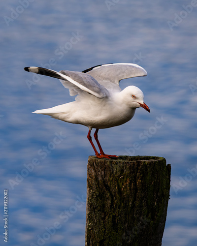 Seagull landing on the pier