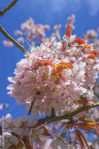 Foto Close macro of cherry blossom petals Prunus serrulata with soft shadows