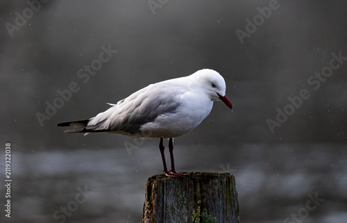 seagull on the stormy pier 