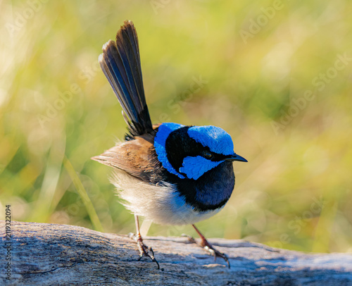 Superb Fairy Wren