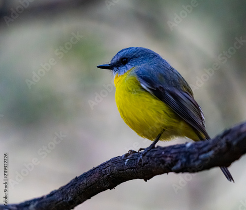 Yellow breasted robin on branch