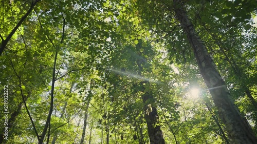 Bright sunbeams and flares shining through the lush green leaves of tall trees in a serene forest in Hokkaido, Japan, creating a peaceful and beautiful natural atmosphere on a sunny day