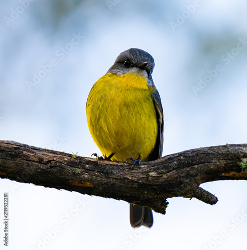Yellow-breasted robin on branch
