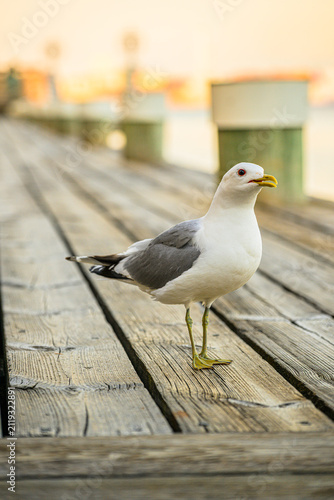 Common gull Larus canus calling on wooden boardwalk beside calm water.
