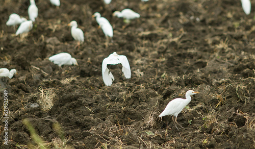 Bild auf Leinwand Close-up shot of white egret birds searching for food in dark, turned soil