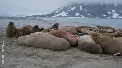 Large Walrus colony resting on sandy beach in the summer in Svalbard, Arctic