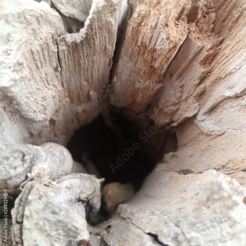 Looking straight down into a dark deeply rotted hollow empty space of an old wooden tree trunk outdoors in extreme close up
