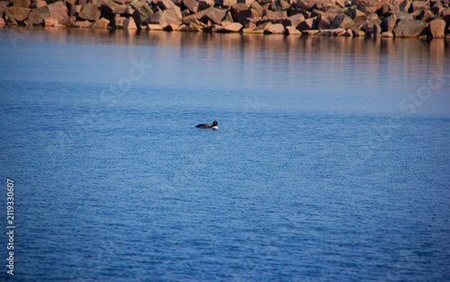 Common loon swimming in the Kingston harbour