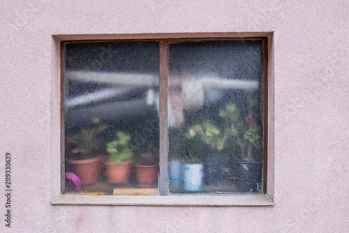 Potted plants in a frosted glass window.
