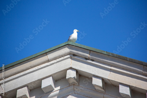 Seagull perched on a rooftop