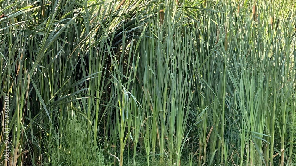 Obraz premium Dense green reed and rush marsh grass growing densely by the water edge
