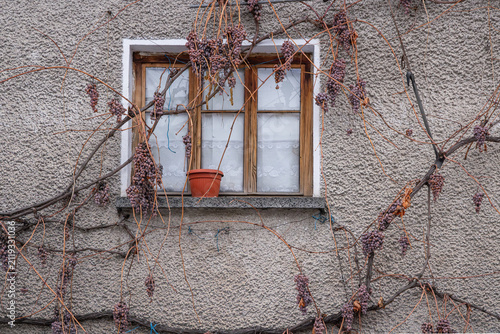 Pot on a windowsill with old grape vines on a stucco house.