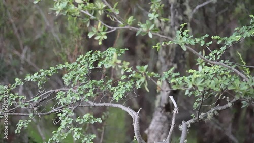 A clip showing a feline animal, though it is not clearly visible as it is behind branches and trees and completely out of focus; the video is in slow motion and creates an atmosphere of suspense 