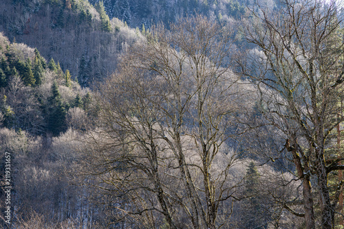 A Bulgarian mountain forest in winter.
