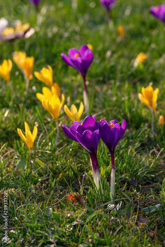 Field of flowering crocus vernus plants, group of bright colorful early spring flowers in bloom