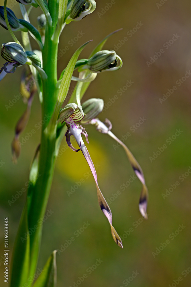 Obraz premium Bocks-Riemenzunge // Lizard orchid (Himantoglossum hircinum) - Picos de Europa, Spanien
