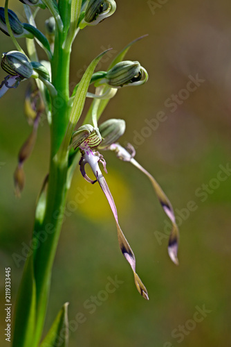 Bocks-Riemenzunge // Lizard orchid (Himantoglossum hircinum) - Picos de Europa, Spanien