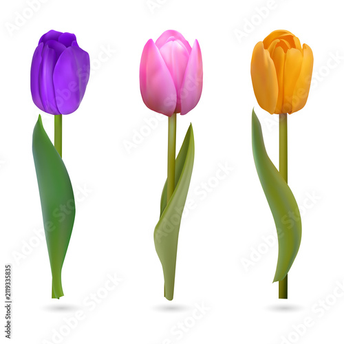 Vibrant Tulips in Bloom on Transparent Background