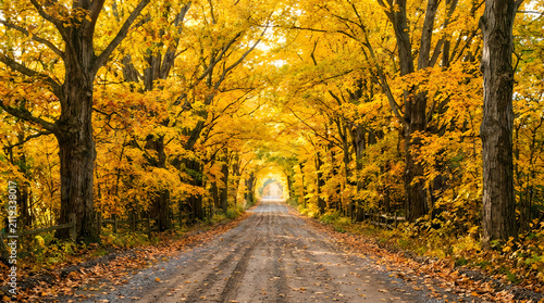 Scenic autumn forest pathway with fallen leaves and sunlight, fall leaves